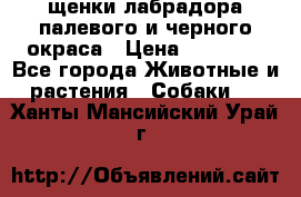 щенки лабрадора палевого и черного окраса › Цена ­ 30 000 - Все города Животные и растения » Собаки   . Ханты-Мансийский,Урай г.